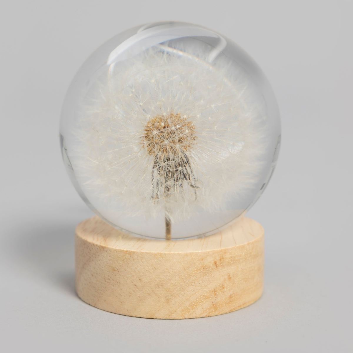 Echte Pusteblume in klarer Kugel, Detail