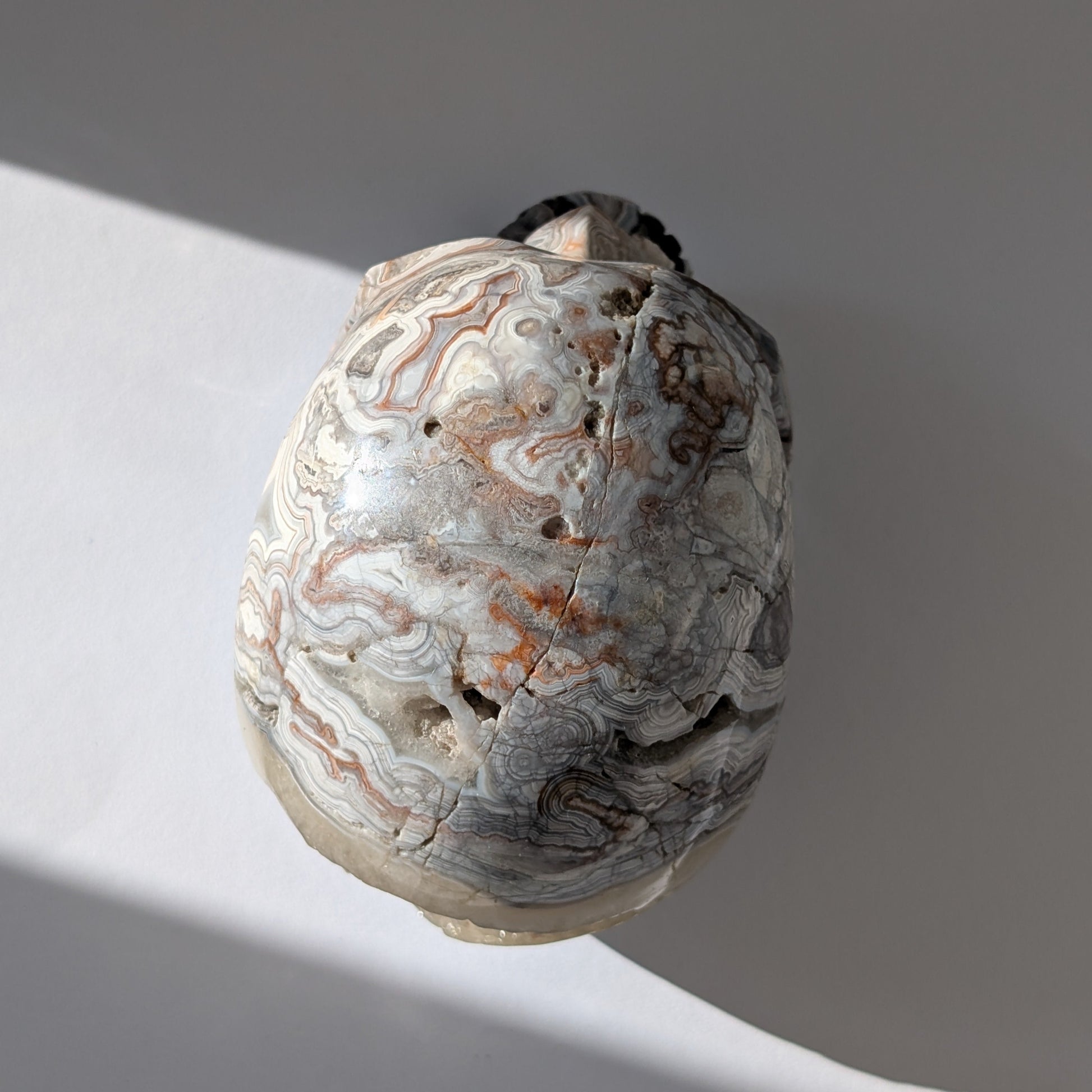 Ein monumentaler, 1301g schwerer Kristallschädel 'Rondar' aus Crazy Lace Achat mit hypnotischen Mustern und einer großen, offenen Druzy-Geode am Hinterkopf.