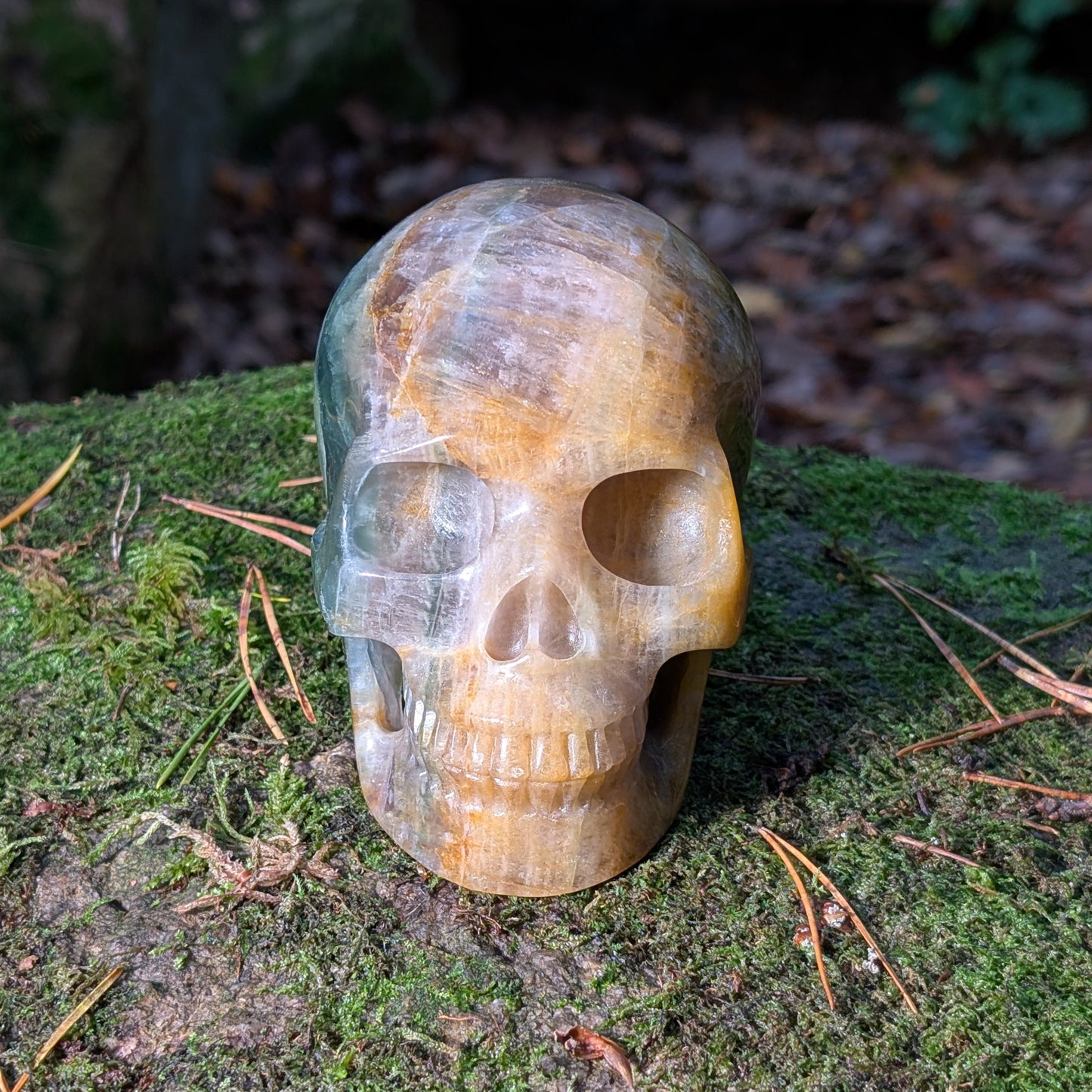 Großer Kristallschädel "Arduin" (1.6kg) aus Regenbogenfluorit mit grünen und goldenen Zonen, auf Moos liegend.