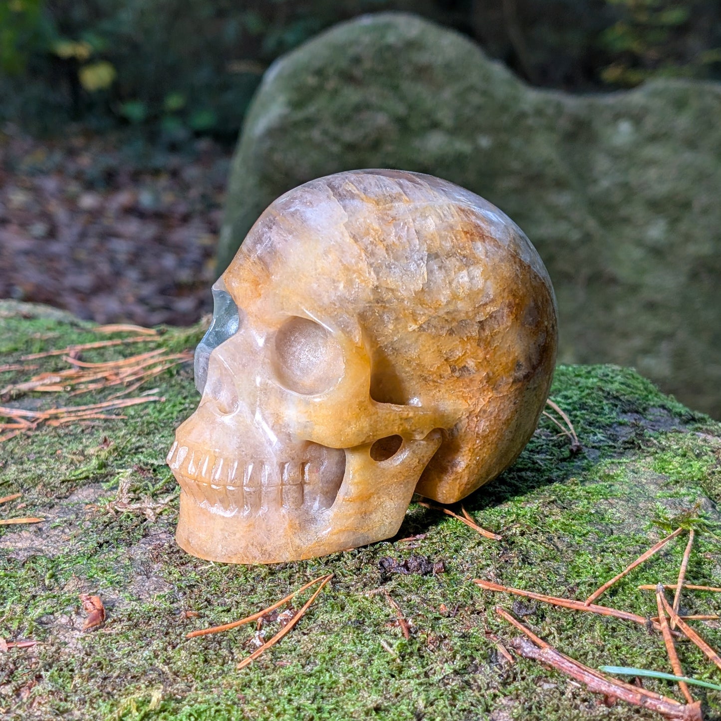 Großer Kristallschädel "Arduin" (1.6kg) aus Regenbogenfluorit mit grünen und goldenen Zonen, auf Moos liegend.