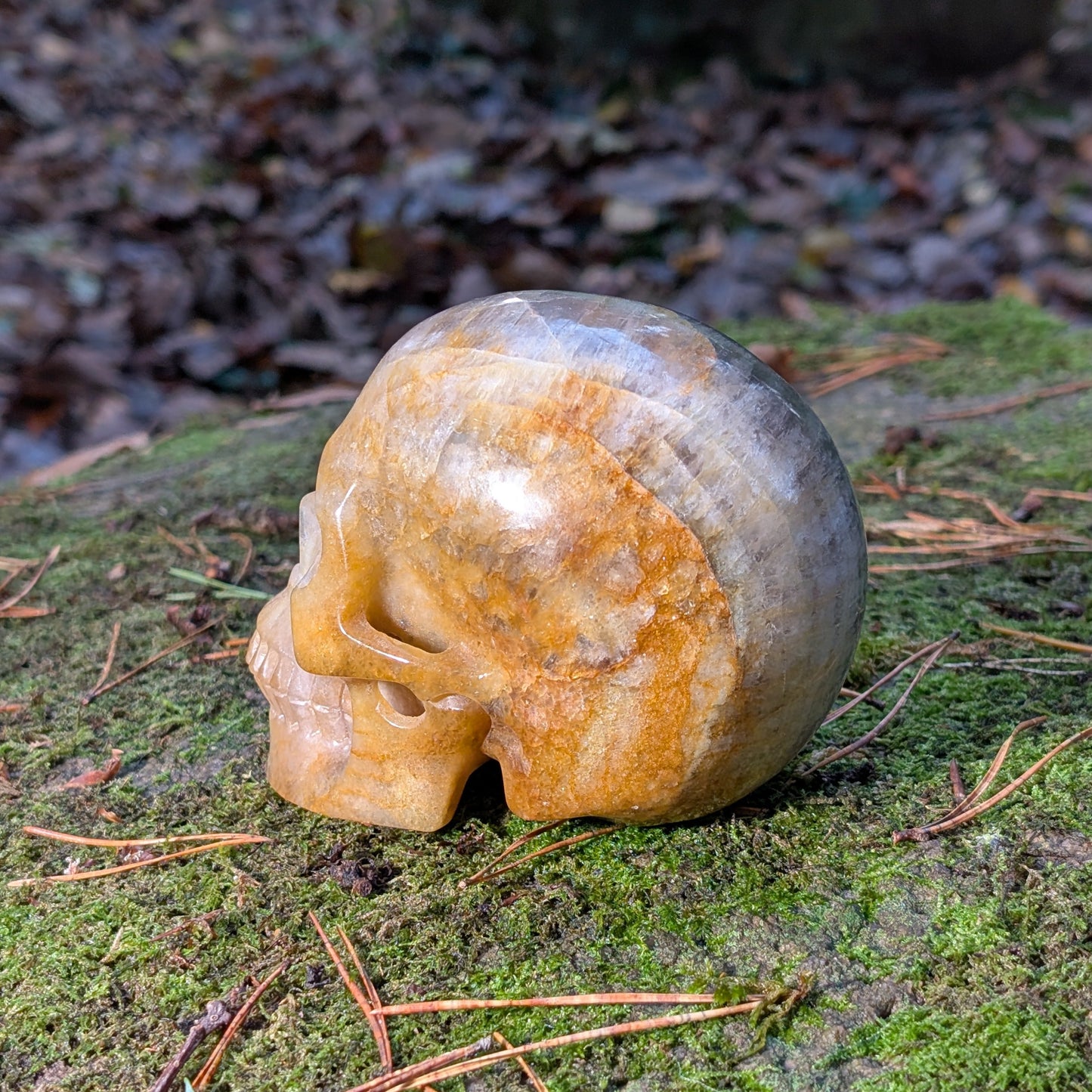 Großer Kristallschädel "Arduin" (1.6kg) aus Regenbogenfluorit mit grünen und goldenen Zonen, auf Moos liegend.