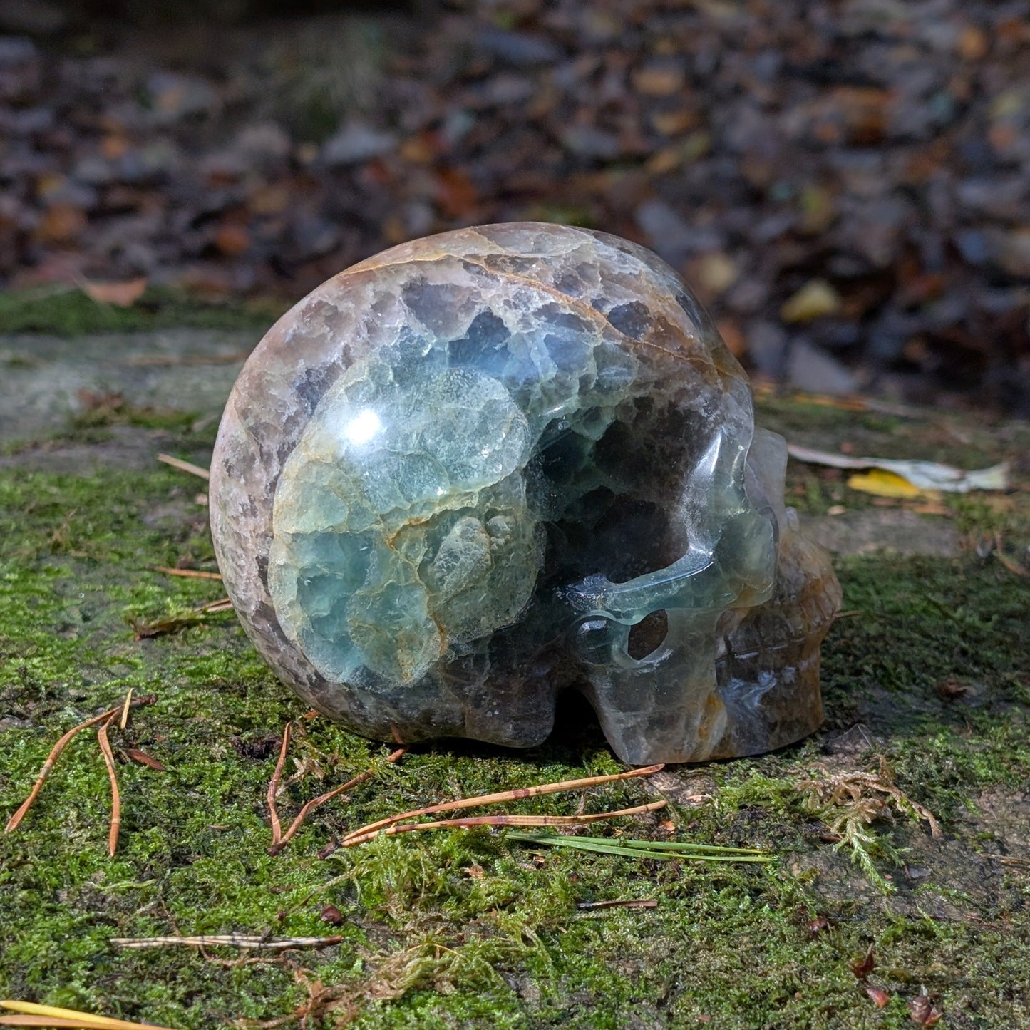 Großer Kristallschädel "Arduin" (1.6kg) aus Regenbogenfluorit mit grünen und goldenen Zonen, auf Moos liegend.