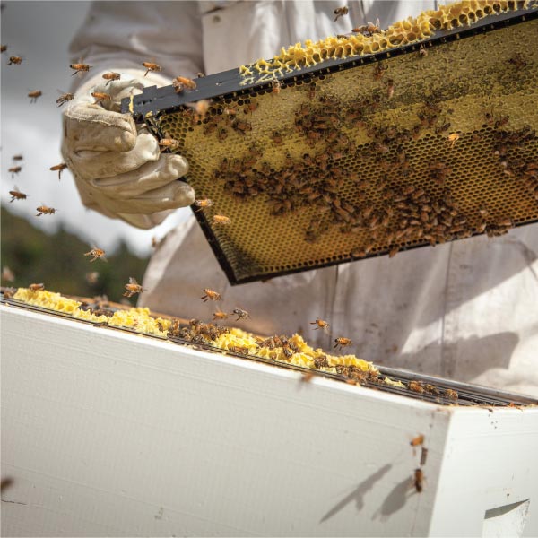 Imker zieht eine Wabe voller Bienen aus dem Bienenstock