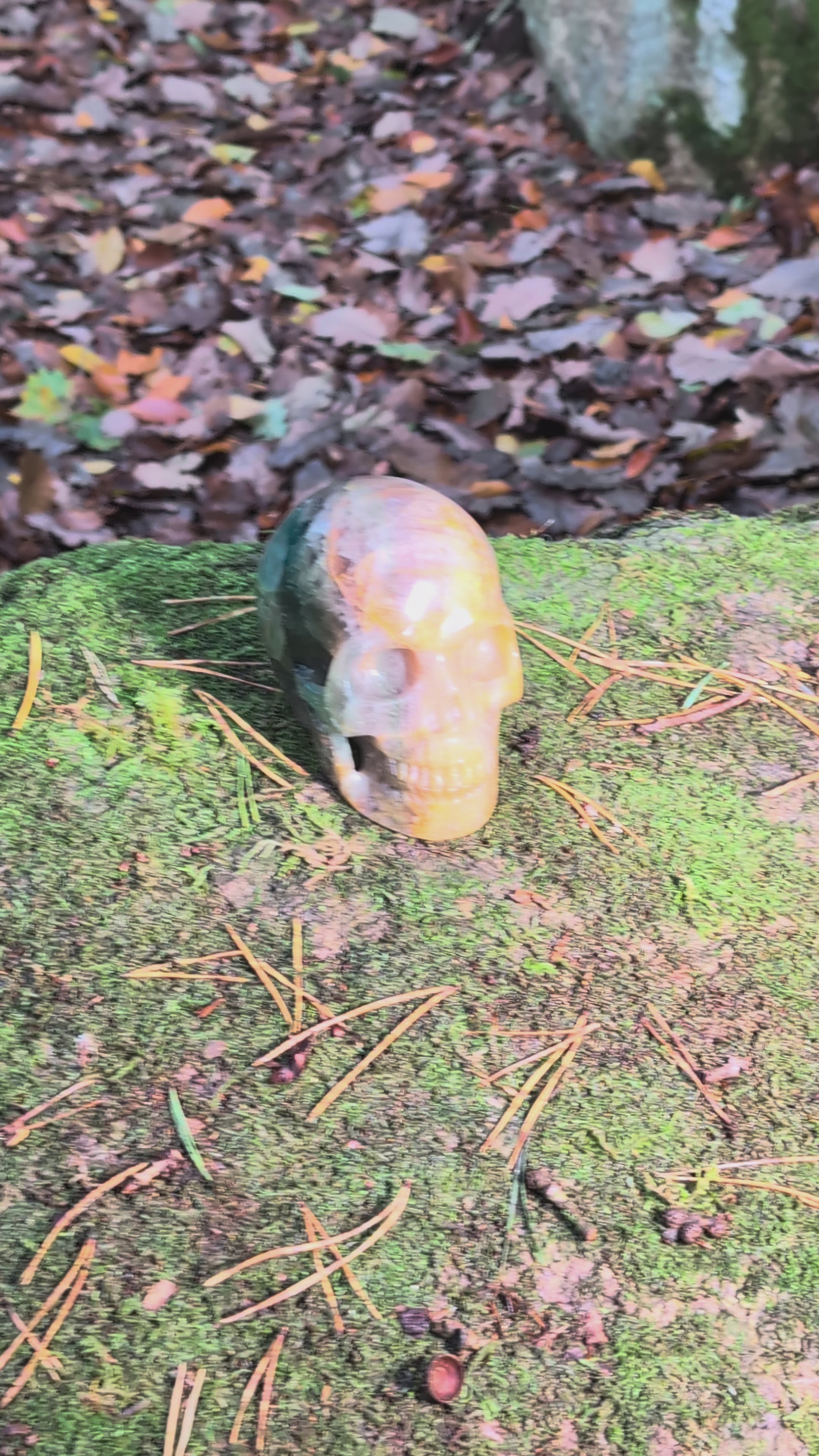 Großer Kristallschädel "Arduin" (1.6kg) aus Regenbogenfluorit mit grünen und goldenen Zonen, auf Moos liegend.