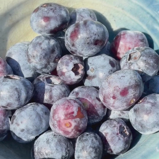 Cosmic Dealer Schokolade Wild Blueberry Reishi Functional Food Pilzschokolade Vegan Temple of Desire