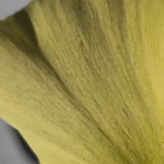 Goldene Mondsichel Kette (Edelstahl) von Temple of Desire, energetisch aufgeladen, an einer 45cm Kette