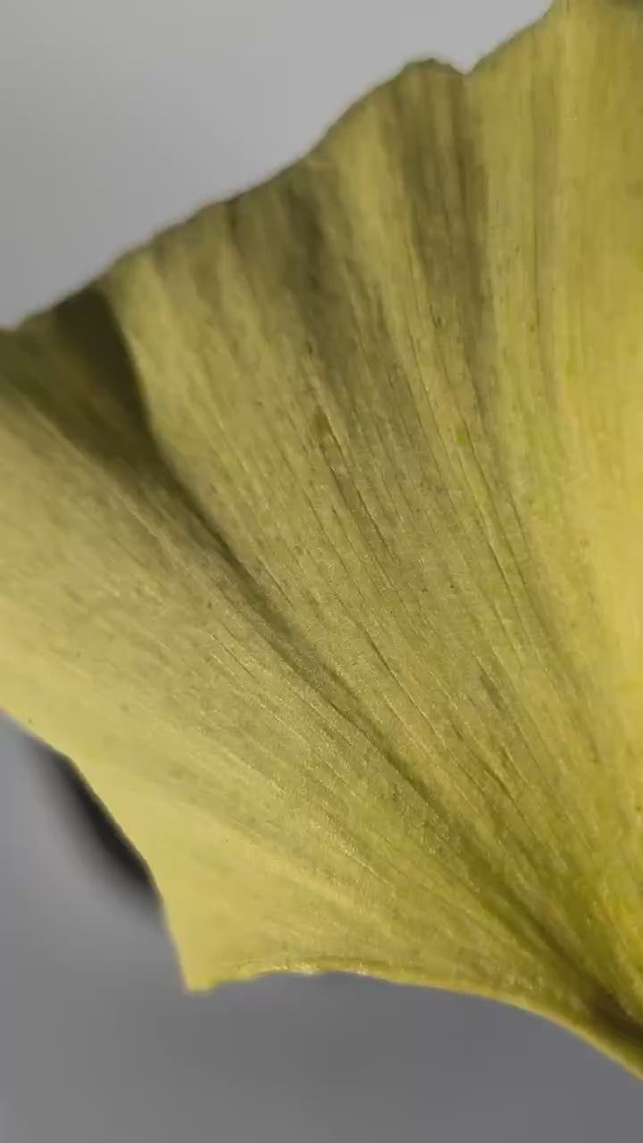 Goldene Mondsichel Kette (Edelstahl) von Temple of Desire, energetisch aufgeladen, an einer 45cm Kette