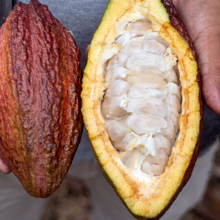Kaburoh Amazonia Kakao, Ansicht 3